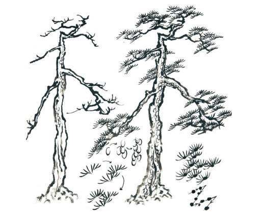 app=25&f=JPEG&fm=173&fmt=auto&u=2688661324%2C1850287598?w=514&h=437&s=001065325DF3E7EB1C55B0CE0100E0A3.jpg